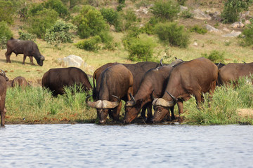 Obraz na płótnie Canvas The African buffalo or Cape buffalo (Syncerus caffer) herd of buffalo on the shore of waterholes.