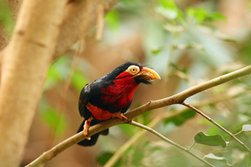 The bearded barbet (Lybius dubius) sitting on the branch.