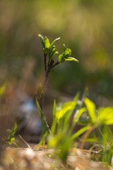 Spring background, green twig, fresh leaves and green natural background.