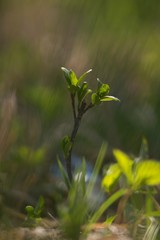 Spring background, green twig, fresh leaves and green natural background.