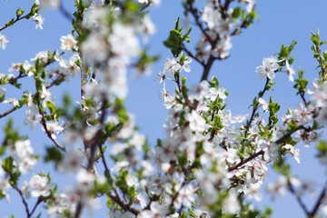 Cherry blossom, cherry blossoming twig, spring fruit background.