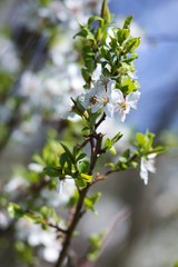 Cherry blossom, cherry blossoming twig, spring fruit background.