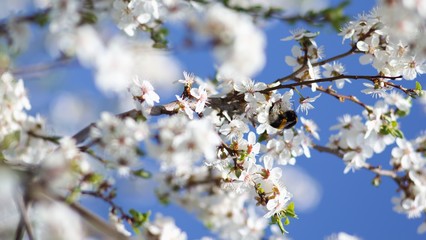 Cherry blossom, cherry blossoming twig, spring fruit background.