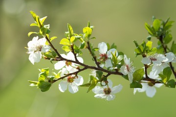 Fototapeta na wymiar Cherry blossom, cherry blossoming twig, spring fruit background.