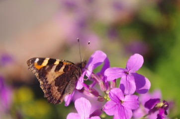 butterfly