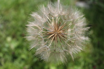 Dandelion in seed closeup 4