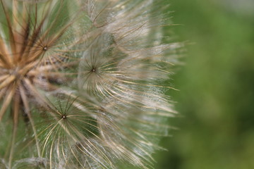 Dandelion in seed closeup 3