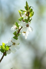 Cherry blossom, cherry blossoming twig, spring fruit background.