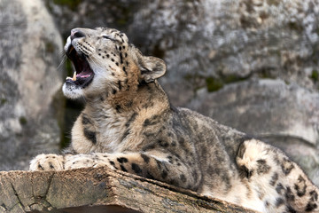 あくびするユキヒョウ