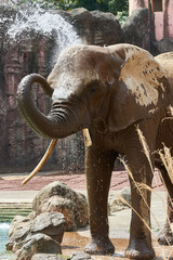 水浴びをする象