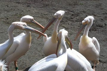 相談するペリカン