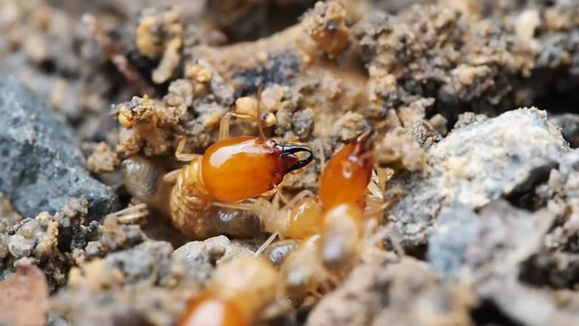 Close up macro nature termites or white ants destroyed prepare soil and defending break for nest in rain forest.