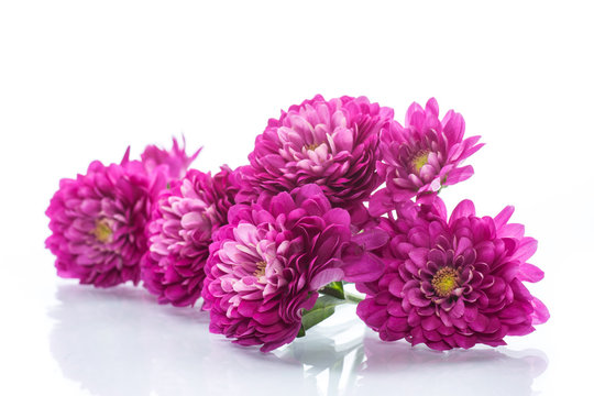 Fototapeta bouquet of beautiful chrysanthemums