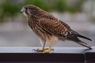 Falchetto