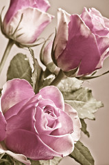 Obraz premium bunch bouquet of flowers pink roses in romantic soft vintage retro colors in full frame 