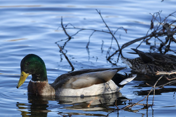 Canard Colvert Mallard mâle 