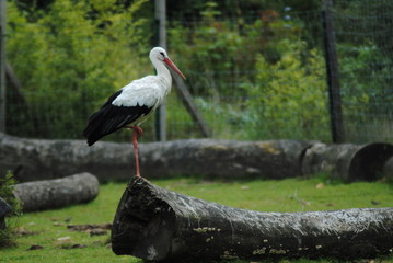 Storch