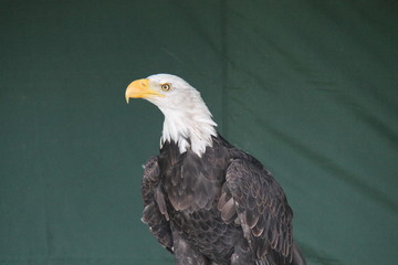 The Sharp Beak and Head of a Female Bald Eagle Bird.