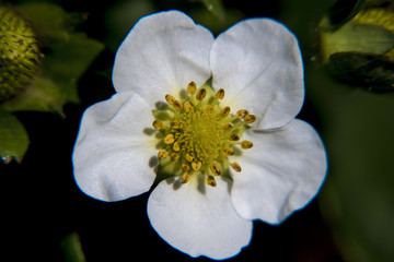 Fiore Fragole