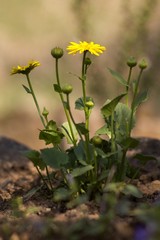 The evergreen shade (Draba aizoides) is a tall, perennial, stony, blooming yellow spring, predominantly a mountain herb