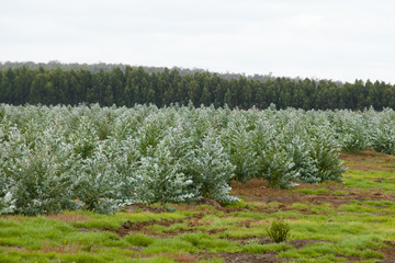 Tree Plantation - Western Australia