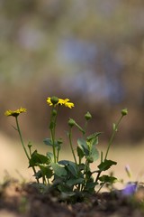 The evergreen shade (Draba aizoides) is a tall, perennial, stony, blooming yellow spring, predominantly a mountain herb