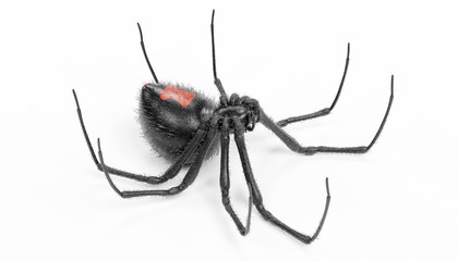 Realistic 3D Render of Black Widow Spider