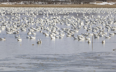 Migration oie des neiges Baie-du-Febvre