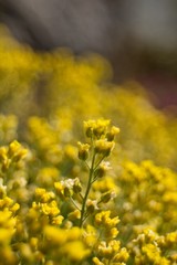 Fototapeta premium The evergreen shade (Draba aizoides) is a tall, perennial, stony, blooming yellow spring, predominantly a mountain herb
