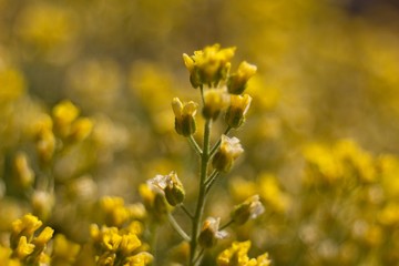 The evergreen shade (Draba aizoides) is a tall, perennial, stony, blooming yellow spring, predominantly a mountain herb