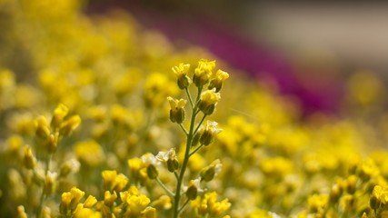The evergreen shade (Draba aizoides) is a tall, perennial, stony, blooming yellow spring, predominantly a mountain herb