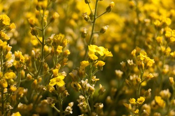 The evergreen shade (Draba aizoides) is a tall, perennial, stony, blooming yellow spring, predominantly a mountain herb