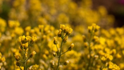 The evergreen shade (Draba aizoides) is a tall, perennial, stony, blooming yellow spring, predominantly a mountain herb