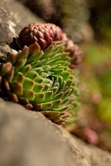 Sempervivum tectorum) Family Crassulaceae Narcas is one of the oldest first aid herbs. The effects of non-aspirin can almost be compared with the effects of Aloe vera