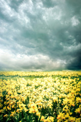 romantic spring landscape with cloudy sky and field of yellow flowers narcissus narcissuses