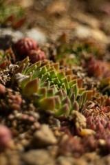 Sempervivum tectorum) Family Crassulaceae Narcas is one of the oldest first aid herbs. The effects of non-aspirin can almost be compared with the effects of Aloe vera