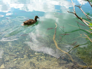 Kaczka pływajaca po czystej wodzie, w której widać ryby, Jeziora Plitwickie, Chorwacja © Ewa