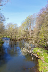 Fototapeta na wymiar River flowing through a forest in the spring