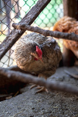 Chickens on the farm. Toned, style, color photo.