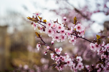 Beautiful spring blooming tree with a lot of flowers