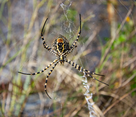 aranha na teia