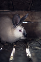 Rabbit in the cage. Breeding of domestic animals.