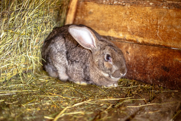 Rabbit in the cage. Breeding of domestic animals.