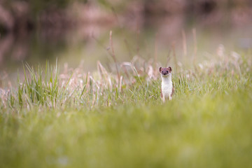 weasel in the grass in springtime in natural habbitat