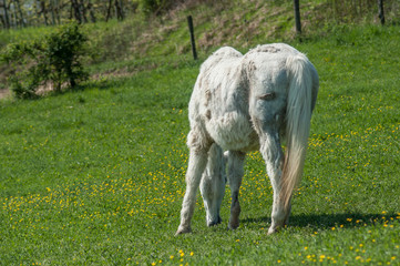 portrait of white horse in a meadow