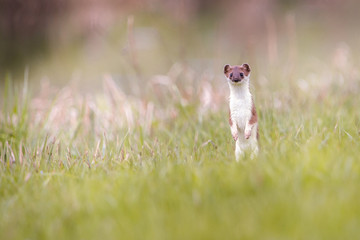 weasel in the grass in springtime in natural habbitat