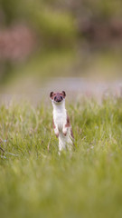 weasel in the grass in springtime in natural habbitat