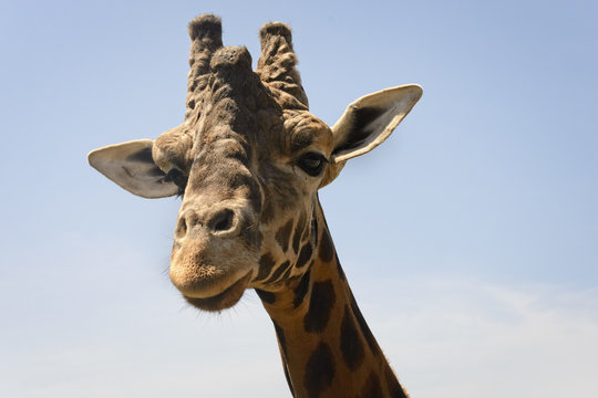 Portrait of a young giraffe, controlled conditions