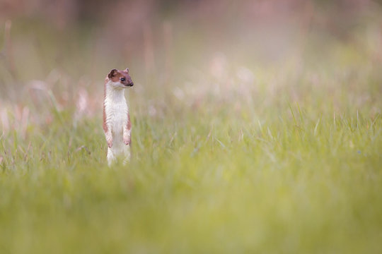 weasel in the grass in springtime in natural habbitat