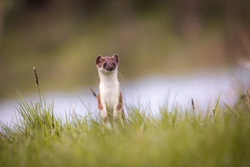 weasel in the grass in springtime in natural habbitat